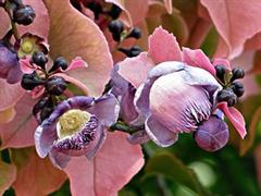 لسیتیس پایسونیس